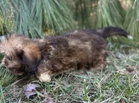 Aspen, a male Dachshund and Shih Tzu for sale in Georgetown, DE – Photo 4 of 7