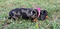 Poppy, a female Dachshund and Shih Tzu for sale in Georgetown, DE – 5 of 6