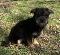 Chico, a male Chorkie for sale in Georgetown, DE – Photo 6 of 7