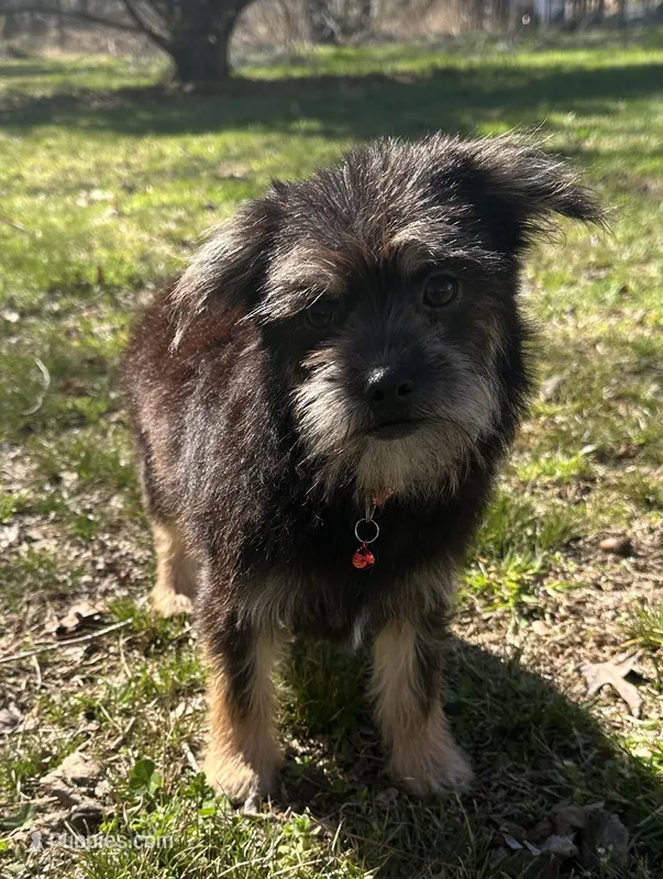 Chico – Chorkie puppy for sale in Georgetown, DE