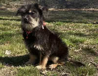 Chico, a male Chorkie for sale in Georgetown, DE – Photo 3 of 7