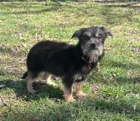 Chico, a male Chorkie for sale in Georgetown, DE – Photo 7 of 7