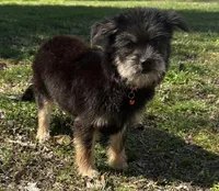 Chico, a male Chorkie for sale in Georgetown, DE – Photo 2 of 7