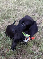 Spidey, a male Miniature Dachshund for sale in Georgetown, DE – 3 of 8