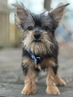 Leroy, a male Yorkshire Terrier for sale in Georgetown, DE – Photo 4 of 7