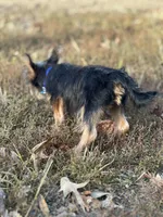 Leroy, a male Yorkshire Terrier for sale in Georgetown, DE – Photo 7 of 7
