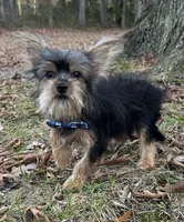 Leroy, a male Yorkshire Terrier for sale in Georgetown, DE – Photo 2 of 7
