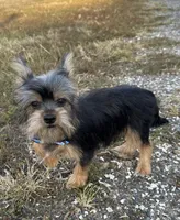 Leroy, a male Yorkshire Terrier for sale in Georgetown, DE – Photo 3 of 7