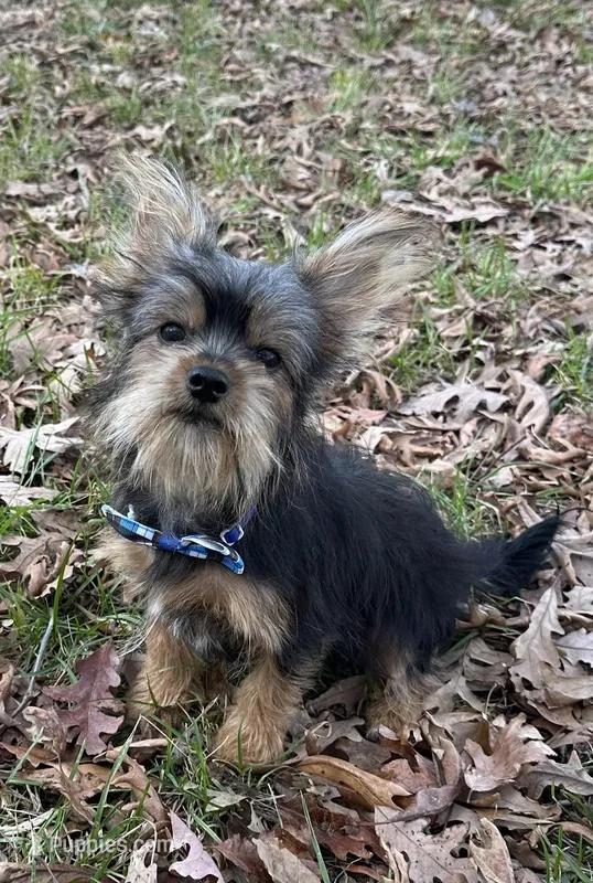 Leroy, a male Yorkshire Terrier for sale in Georgetown, DE – Photo 1 of 7