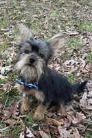Leroy, a male Yorkshire Terrier for sale in Georgetown, DE – Photo 1 of 7