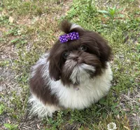 Violet , a female Shih Tzu for sale in Georgetown, DE – 7 of 7