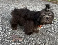 Ashton, a male Shih Tzu for sale in Georgetown, DE – 4 of 4