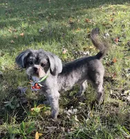 Smokey, a male Shih Tzu for sale in Georgetown, DE – 4 of 7