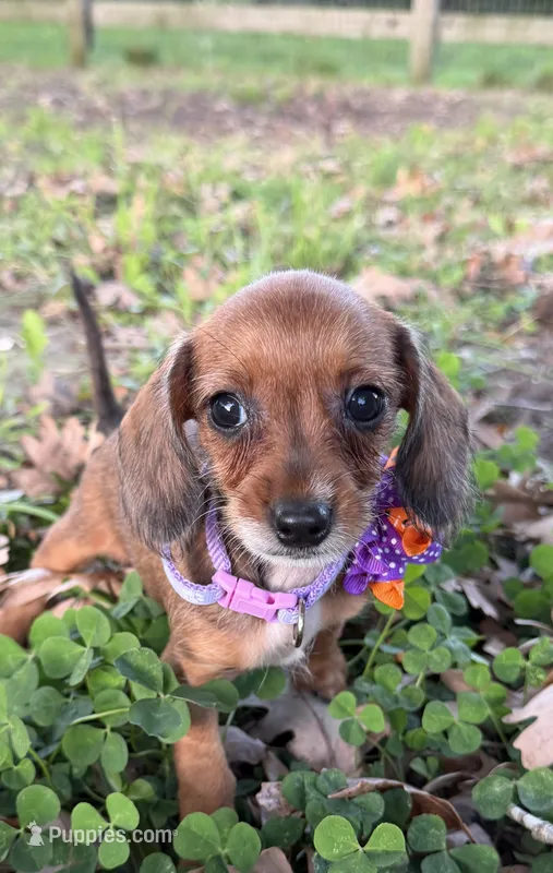 Polly – Chorkie puppy for sale in Georgetown, DE