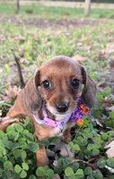 Polly, a female Chorkie for sale in Georgetown, DE – 1 of 5