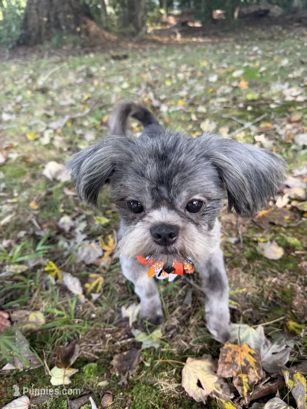 Smokey – Shih Tzu puppy for sale in Georgetown, DE