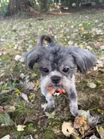 Smokey, a male Shih Tzu for sale in Georgetown, DE – 1 of 7