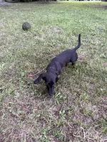 Spidey, a male Miniature Dachshund for sale in Georgetown, DE – 4 of 8