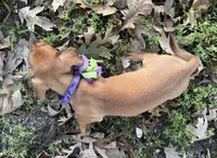 Penny, a female Dachshund and Chorkie for sale in Georgetown, DE – 5 of 6