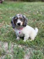 Opal, a female Dachshund and Shih Tzu for sale in Georgetown, DE – 7 of 8