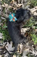 Paxton, a male Chorkie for sale in Georgetown, DE – 3 of 6