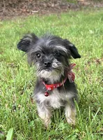 Atlas, a male Chorkie for sale in Georgetown, DE – 1 of 6