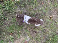 Violet , a female Shih Tzu for sale in Georgetown, DE – 3 of 7