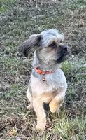 Tom, a male Shorkie for sale in Georgetown, DE – Photo 1 of 7