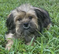 Tom, a male Shorkie for sale in Georgetown, DE – Photo 4 of 7