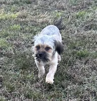 Tom, a male Shorkie for sale in Georgetown, DE – Photo 2 of 7