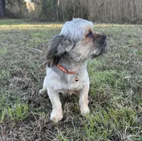 Tom, a male Shorkie for sale in Georgetown, DE – Photo 3 of 7