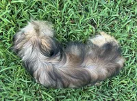 Tom, a male Shorkie for sale in Georgetown, DE – Photo 7 of 7