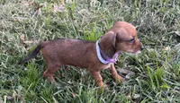 Polly, a female Chorkie for sale in Georgetown, DE – 2 of 5