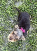 Luna, a female Dachshund and Yorkshire Terrier for sale in Georgetown, DE – 6 of 7