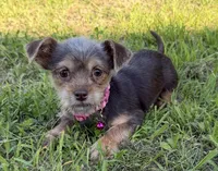 Luna, a female Dachshund and Yorkshire Terrier for sale in Georgetown, DE – 2 of 7