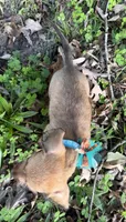 Parker, a male Miniature Dachshund and Chorkie for sale in Georgetown, DE – 5 of 5