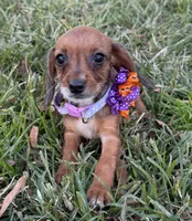 Polly, a female Chorkie for sale in Georgetown, DE – 5 of 5