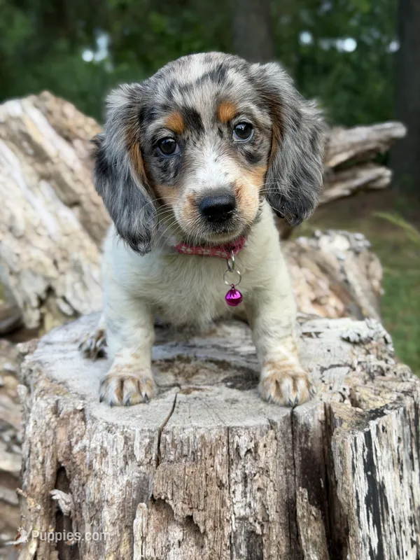 Opal – Dachshund, Shih Tzu puppy for sale in Georgetown, DE