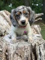 Opal, a female Dachshund and Shih Tzu for sale in Georgetown, DE – 1 of 8
