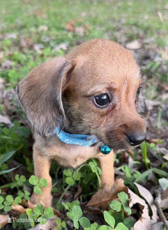 Parker – Miniature Dachshund, Chorkie puppy for sale in Georgetown, DE
