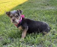 Luna, a female Dachshund and Yorkshire Terrier for sale in Georgetown, DE – 7 of 7