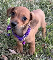 Penny, a female Dachshund and Chorkie for sale in Georgetown, DE – 6 of 6