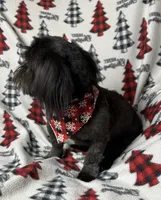 Coal, a male Shih Tzu for sale in Georgetown, DE – Photo 2 of 5