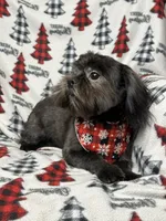 Coal, a male Shih Tzu for sale in Georgetown, DE – Photo 3 of 5