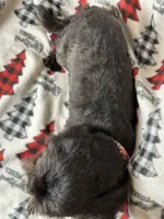 Coal, a male Shih Tzu for sale in Georgetown, DE – Photo 5 of 5