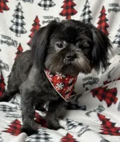 Coal, a male Shih Tzu for sale in Georgetown, DE – Photo 1 of 5