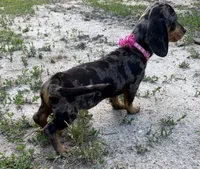 Poppy, a female Dachshund and Shih Tzu for sale in Georgetown, DE – 3 of 6