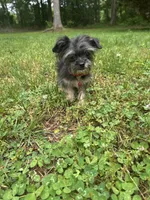 Atlas, a male Chorkie for sale in Georgetown, DE – 4 of 6
