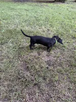 Spidey, a male Miniature Dachshund for sale in Georgetown, DE – 7 of 8