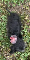 Atlas, a male Chorkie for sale in Georgetown, DE – 2 of 6